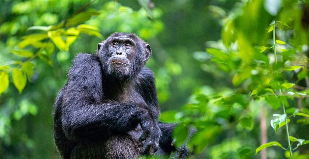 Uganda travel guide chimpanzee trekking in kibale