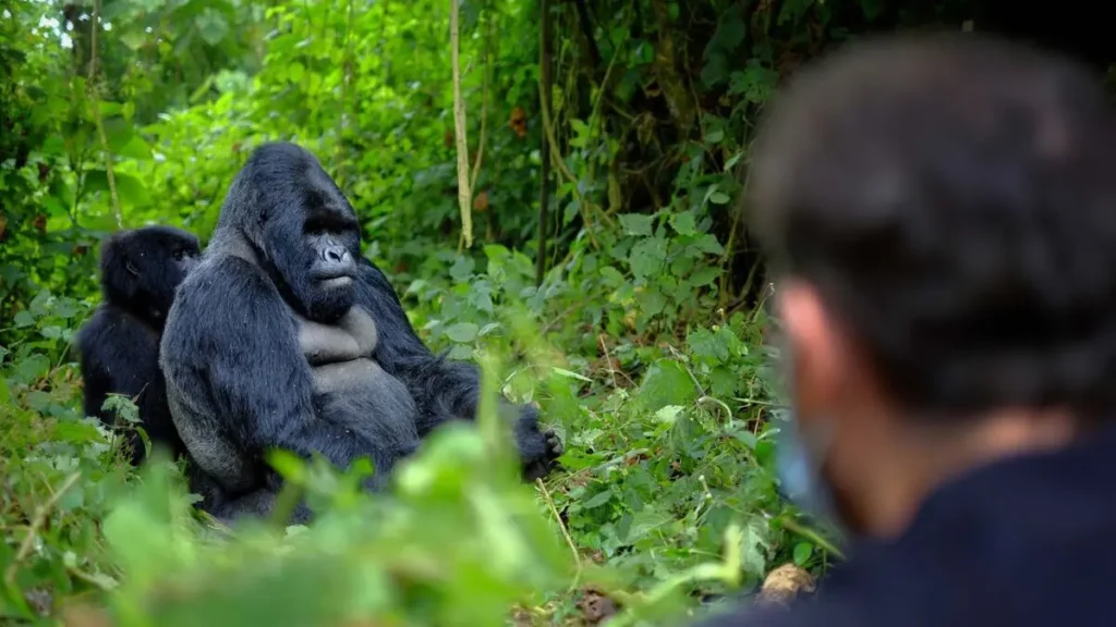 uganda Gorilla trekking in Bwindi national park
