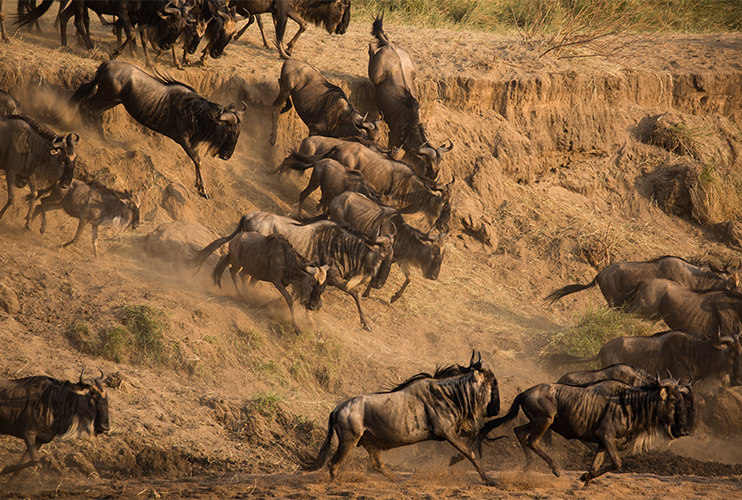 The Great Migration experience in East Africa