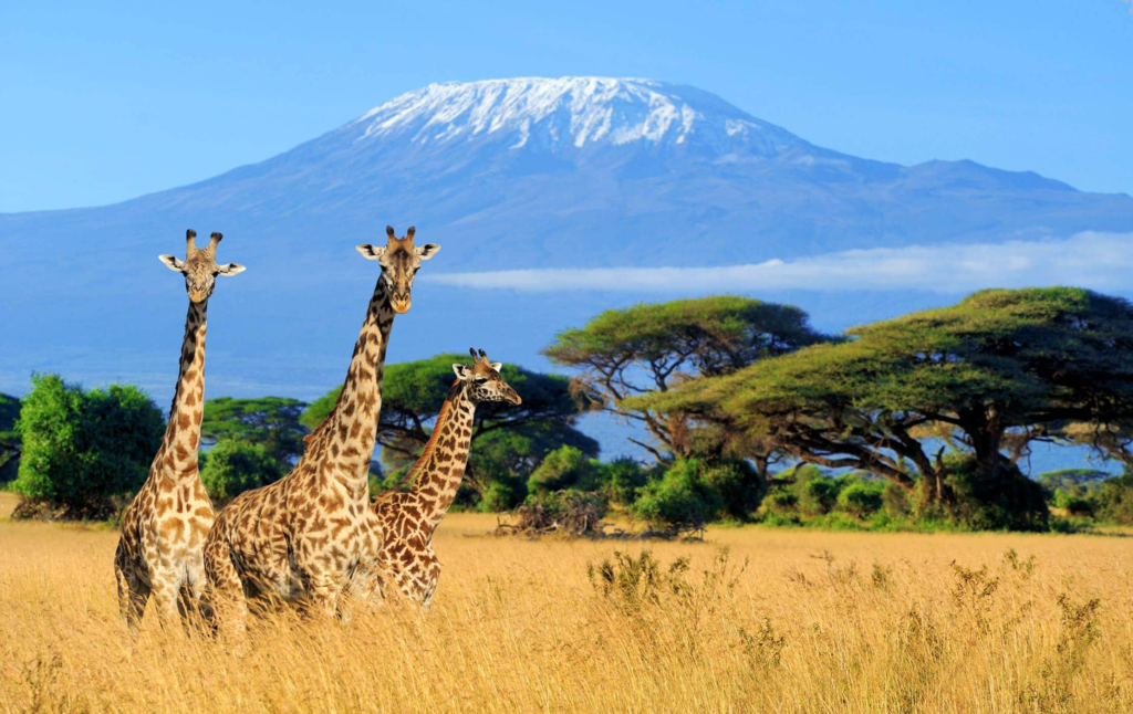 mount kilimanajaro experience in East africa