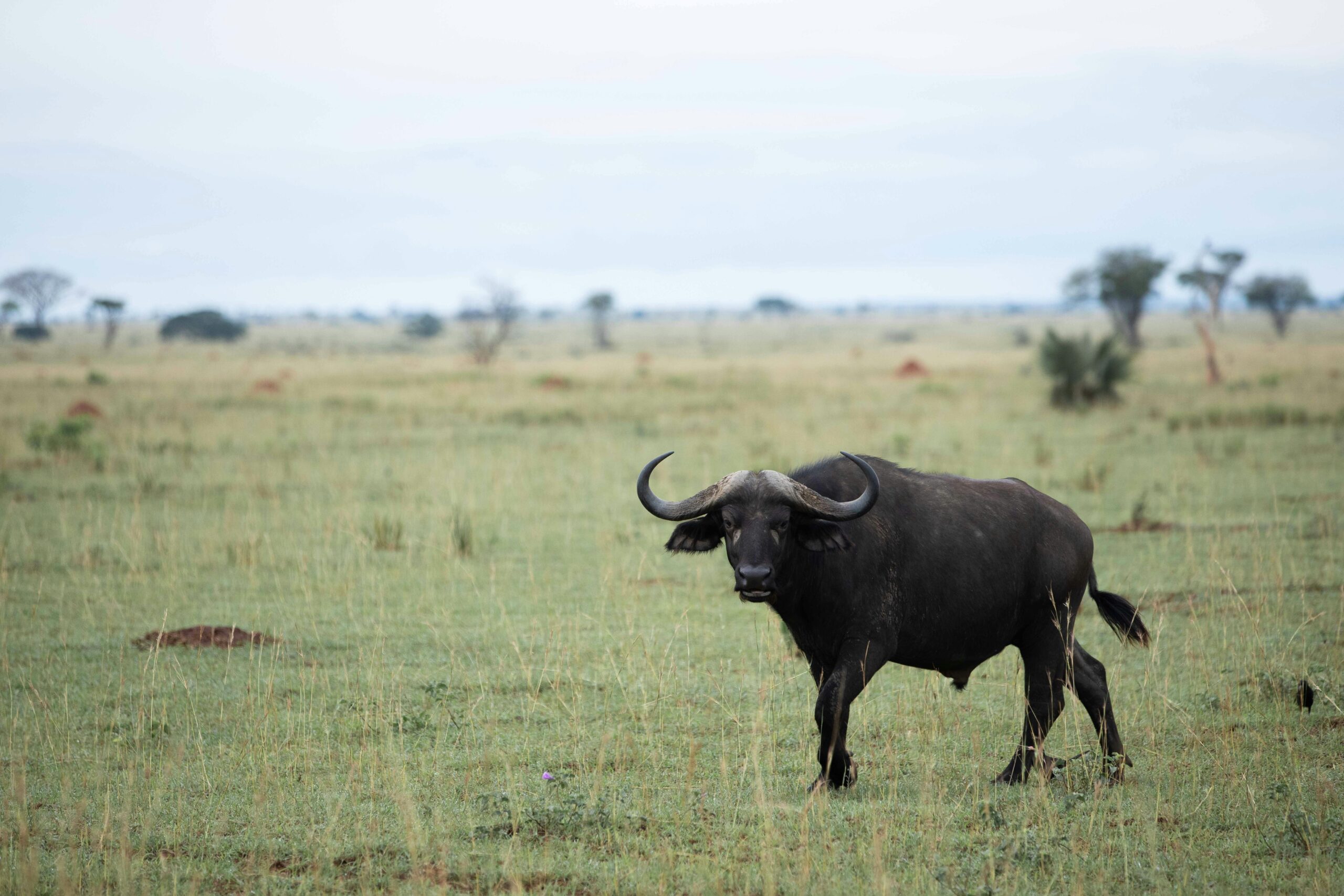 Uganda