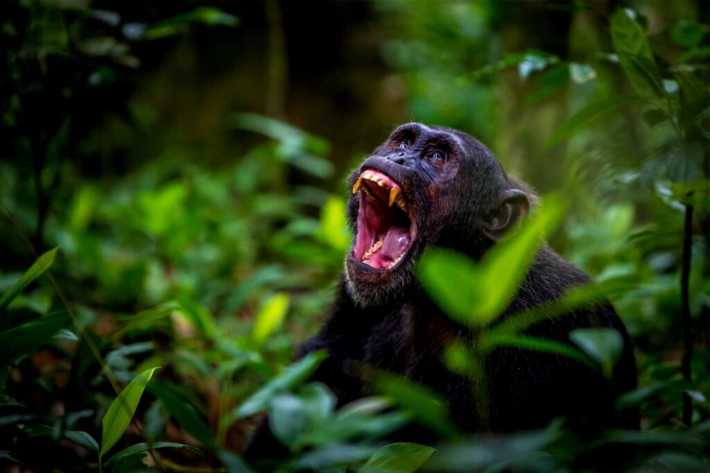 chimpanzee trekking in queen elizabeth