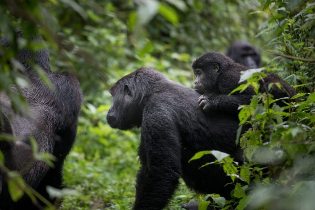 uganda gorilla trekking in mgahinga
