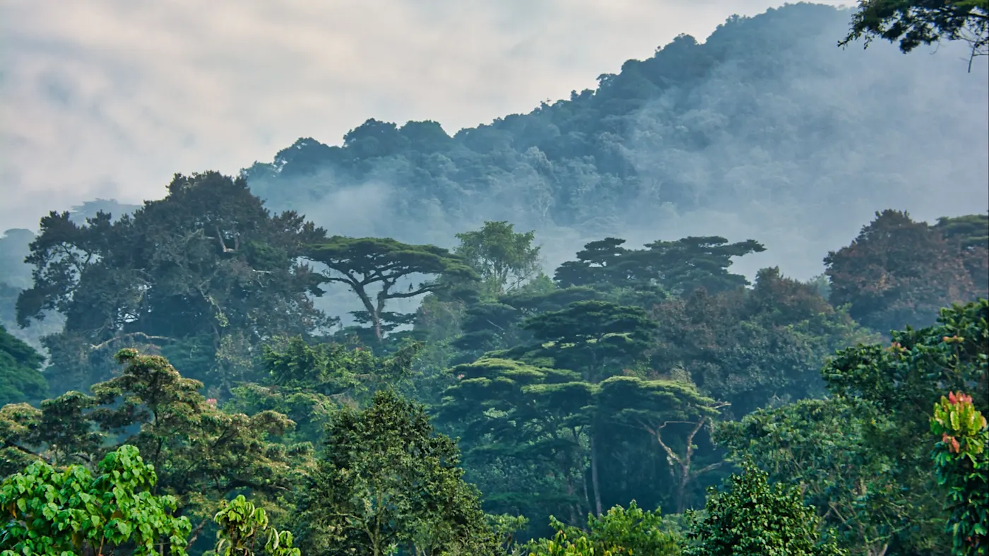 Mountain Gorilla trekking experience in Bwindi 