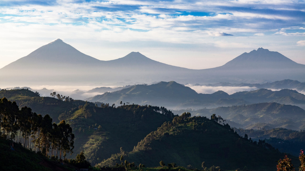 Mountain Gorilla trekking experience in Volcanoes national park 