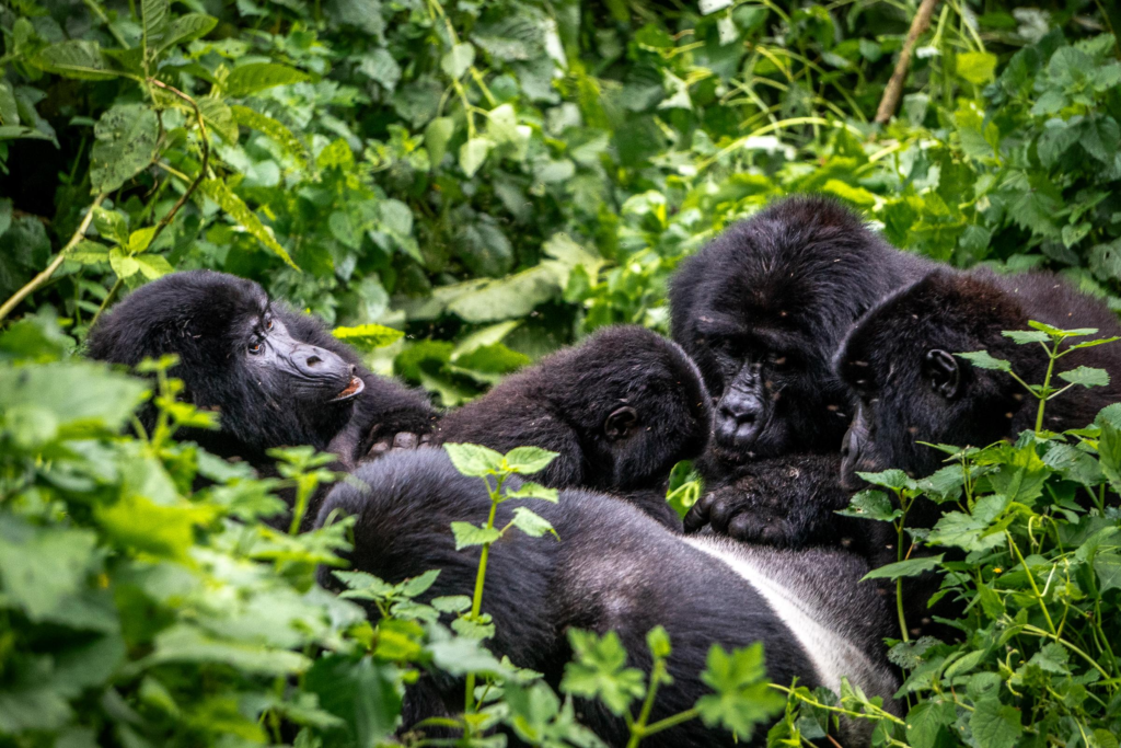 Uganda travel Guide Gorilla trekking in bwindi Impenetrable forest
