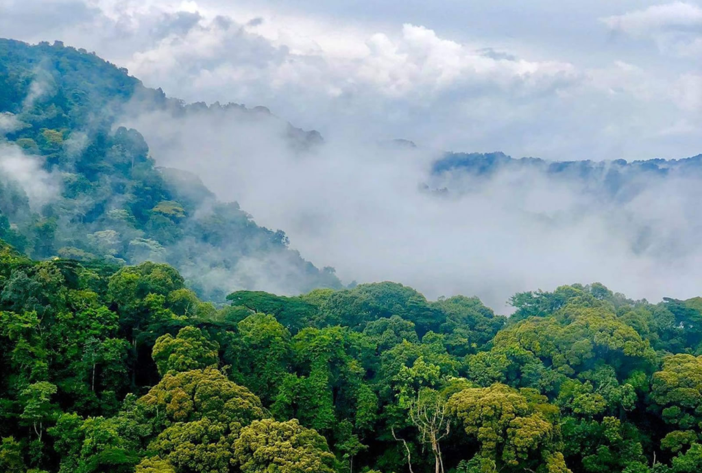 buhooma sector in Bwindi impenetrable national park 