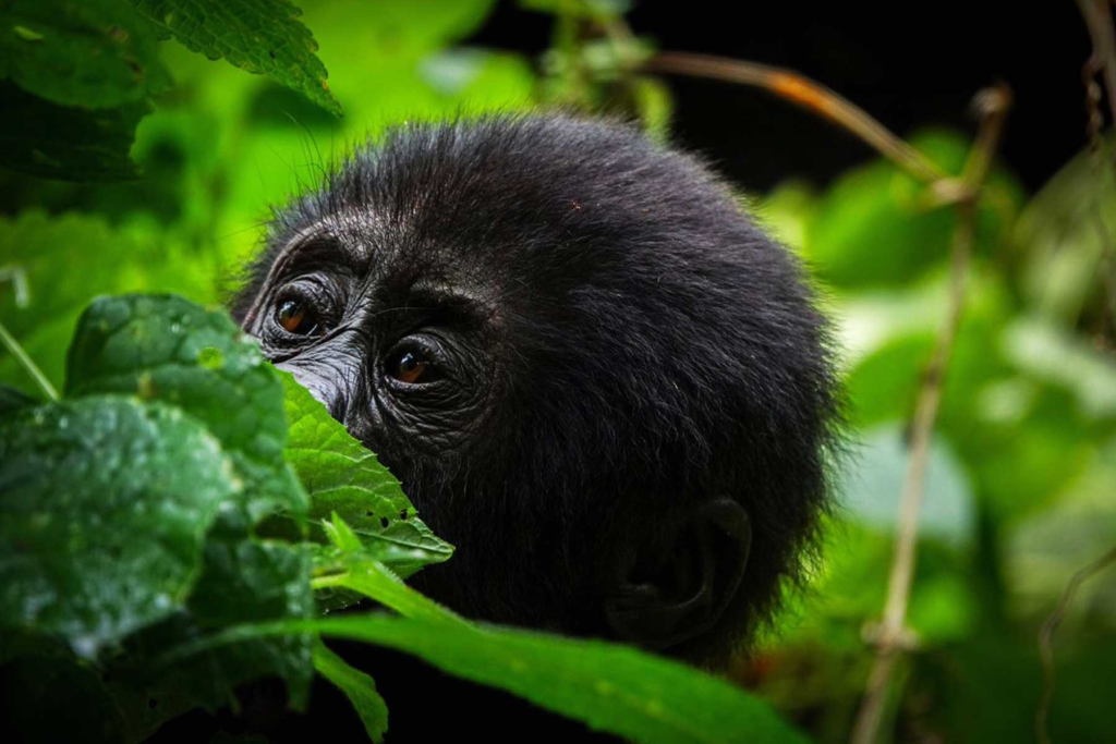 Gorilla trekking in Bwindi impenetrable national park 