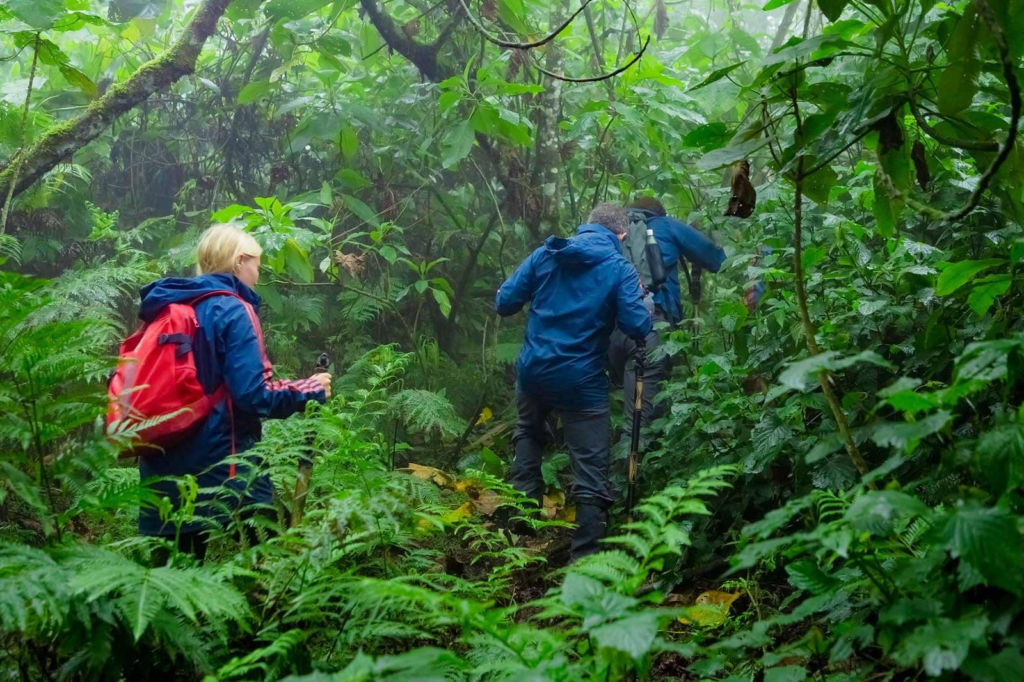 Gorilla trekking in Bwindi Impenetrable Forest 