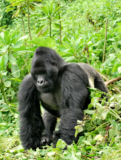 4 Days Double Gorilla Trekking in Uganda – Ultimate Safari Experience