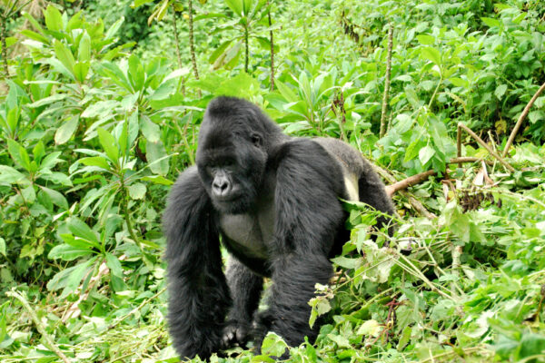 4 Days Double Gorilla Trekking in Uganda – Ultimate Safari Experience