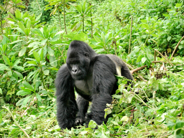 4 Days Double Gorilla Trekking in Uganda – Ultimate Safari Experience