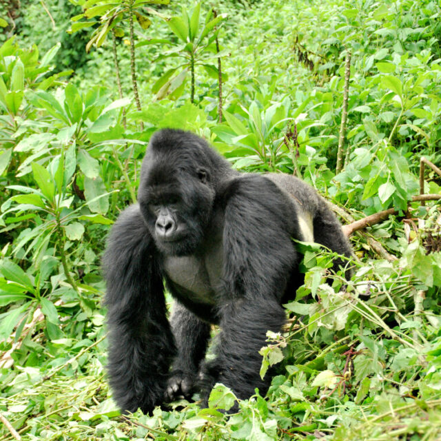 4 Days Double Gorilla Trekking in Uganda – Ultimate Safari Experience