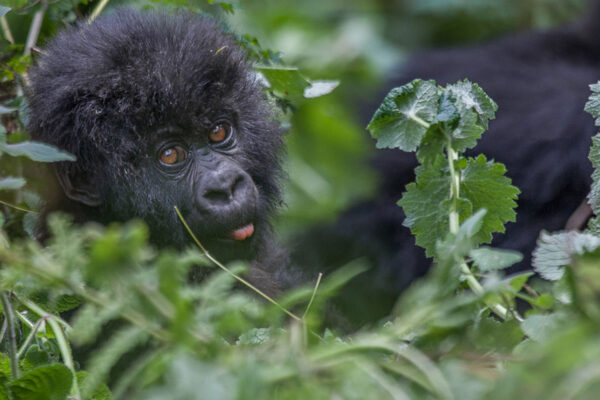 3 Day Rwanda Gorilla Trekking Safari in Volcanoes National Park