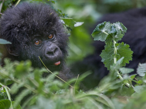 3 Day Rwanda Gorilla Trekking Safari in Volcanoes National Park