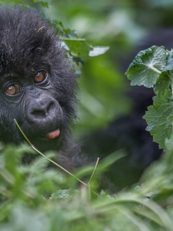 3 Day Rwanda Gorilla Trekking Safari in Volcanoes National Park