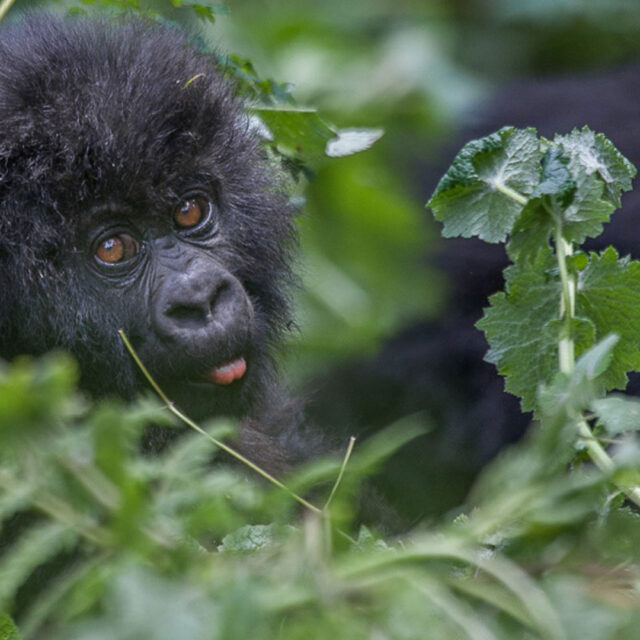 3 Day Rwanda Gorilla Trekking Safari in Volcanoes National Park