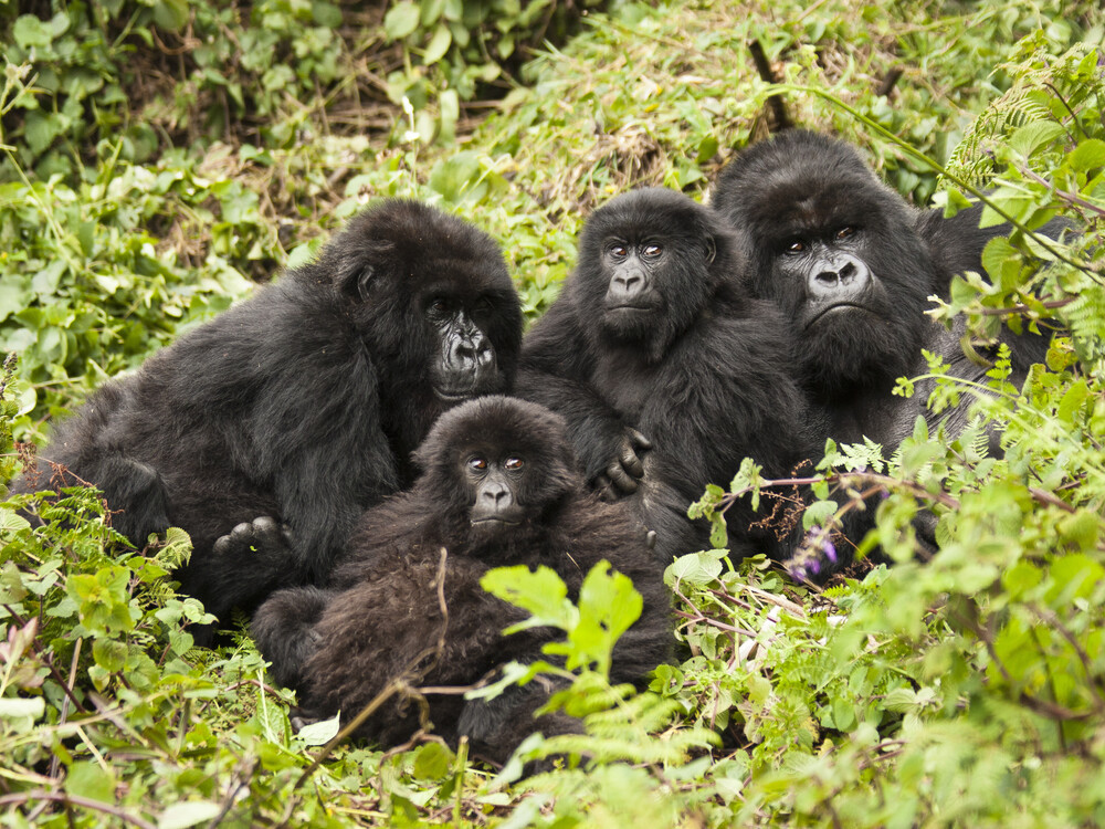 Mountain gorilla,  Gorilla beringei beringei, Amahoro group, family group, silverback, female, baby or babies, Volcanoes National Park, Rwanda, East Africa