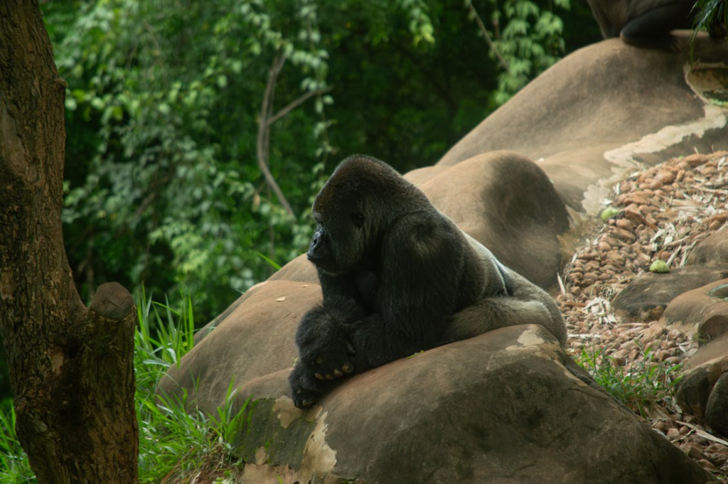 East Africa offers one of the most diverse travel portfolios on the continent. From world renowned Experience in East Africa to white sand coastlines and vibrant cultural centers, the region delivers experiences that are both authentic and unforgettable. Here are the top activities to consider while exploring East Africa.