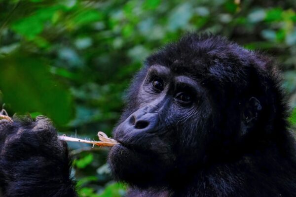 Full-Day Mountain Gorilla Trekking Safari in Bwindi Impenetrable National Park