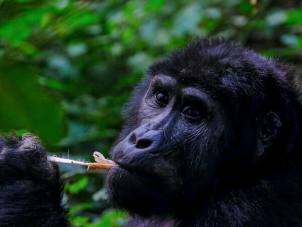 Full-Day Mountain Gorilla Trekking Safari in Bwindi Impenetrable National Park