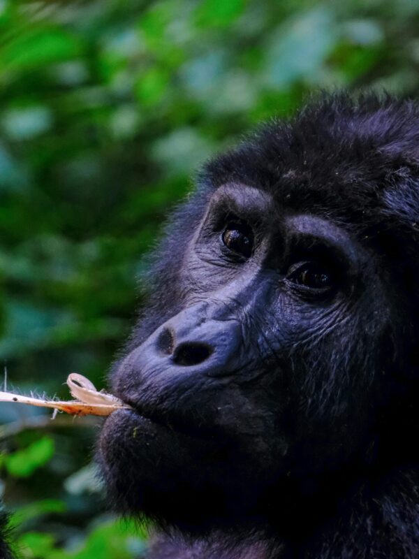 Full-Day Mountain Gorilla Trekking Safari in Bwindi Impenetrable National Park