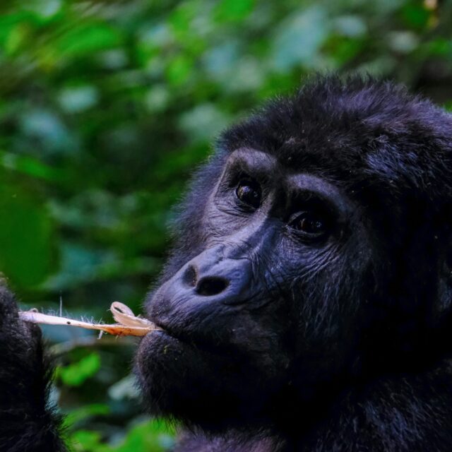 Full-Day Mountain Gorilla Trekking Safari in Bwindi Impenetrable National Park