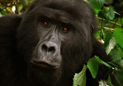 Uganda Gorilla Trekking: The Ultimate Guide to Bwindi & Mgahinga (2026)