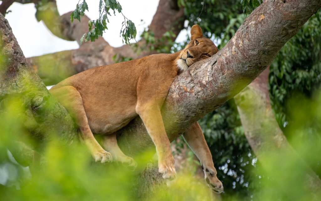 Queen Elizabeth National Park safari tree-climbing lions in Ishasha sector