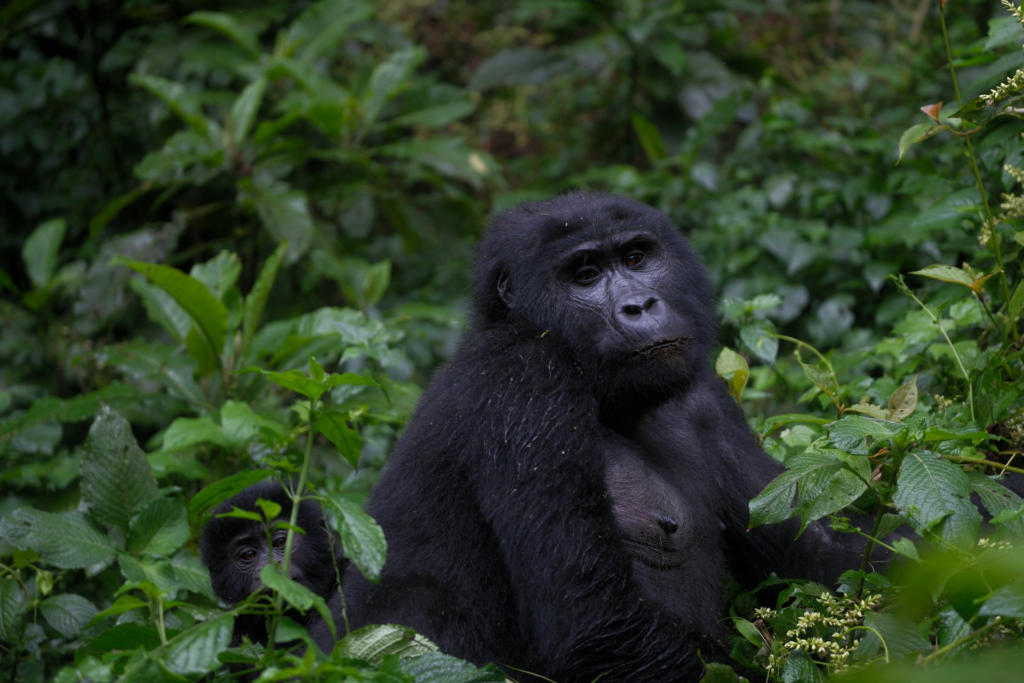 Gorilla trekking experience in Bwindi Forest national Park 