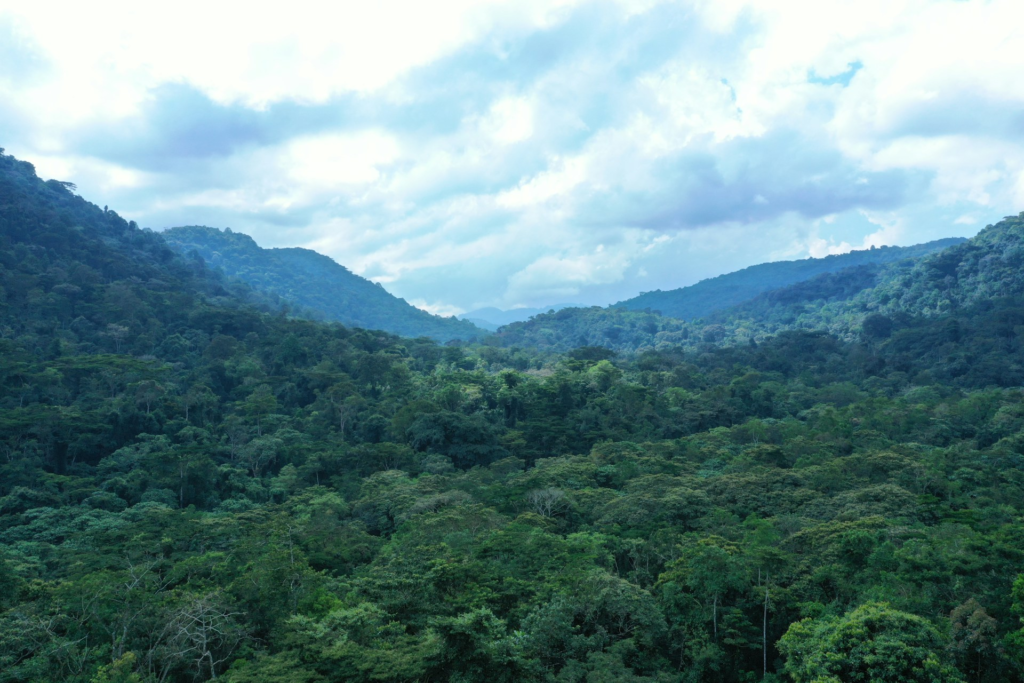 Bwindi Impenetrable national park 
