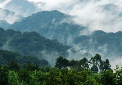 Bwindi Impenetrable National Park: Your Ultimate Guide to Gorilla Trekking in Uganda