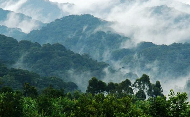 Bwindi impenetrable forest 
