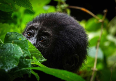 Mountain Gorilla Trekking Experience: Eye to Eye with Giants