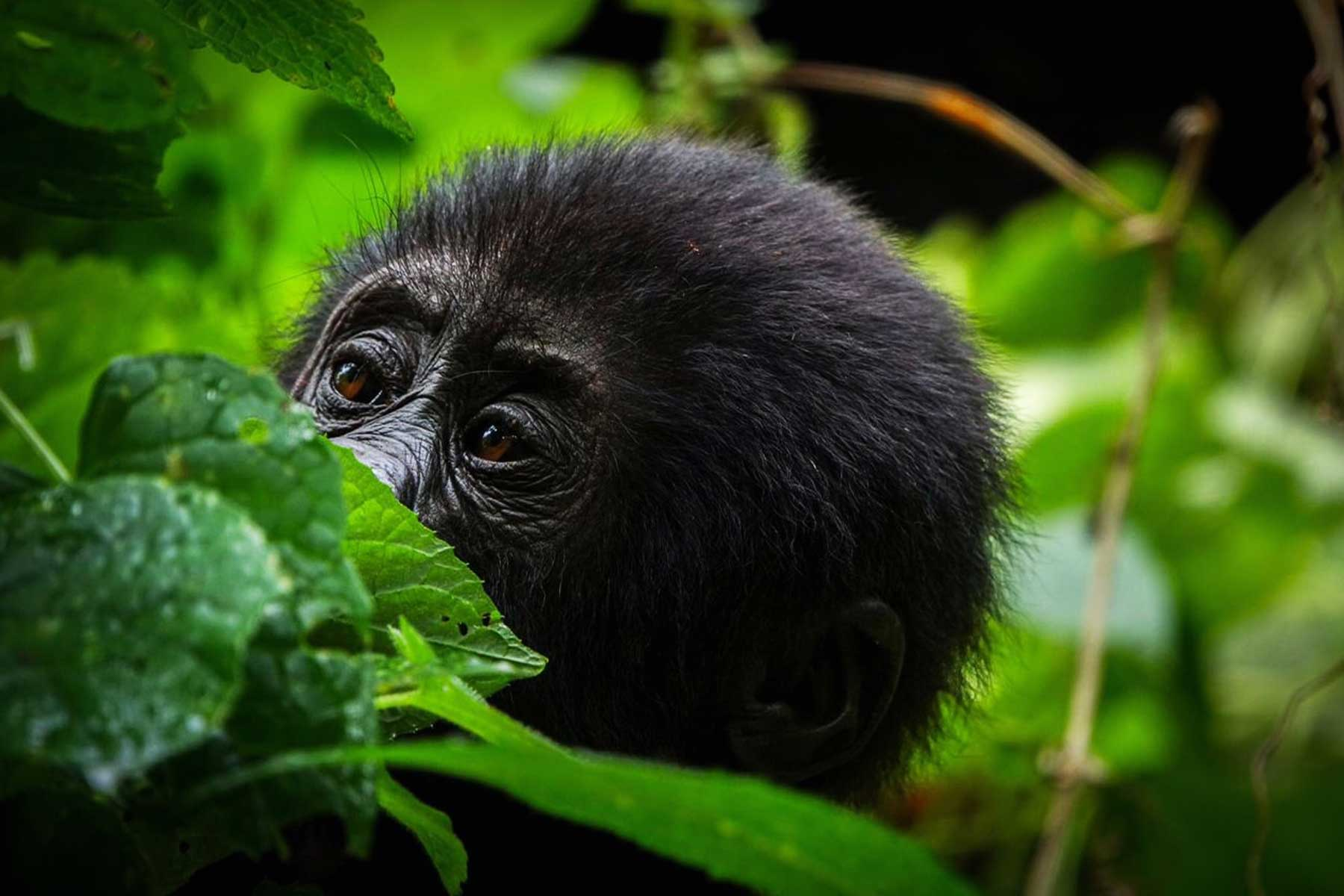 Gorilla trekking in Bwindi impenetrable national park