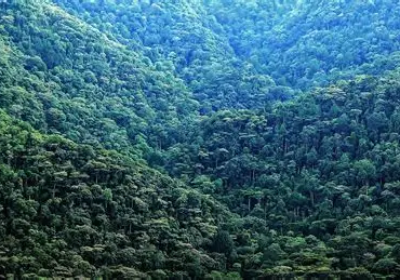 10 Life-Changing Reasons to Visit Bwindi Impenetrable Forest