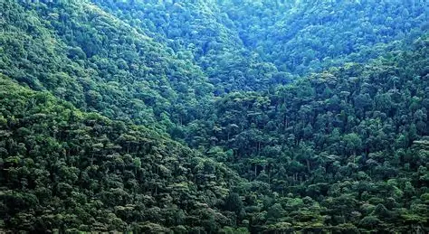 Mountain gorilla trekking in Bwindi impenetrable forest